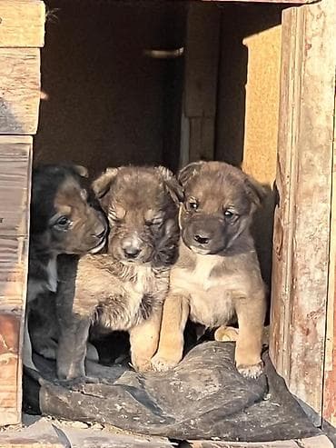 собаки хаски: Отдаю в добрые руки щенков, их 5, порода лайки, им по 2 недели — 1