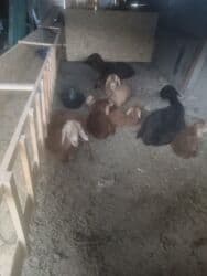 продажа щенков немецкой овчарки с документами в бишкеке: Продаю | Овца (самка) | Арашан, Гиссарская | Для разведения | Ягнившаяся, Матка — 19