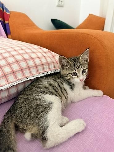 Животные: Котёнок, полосатый тигрёнок с белыми лапками и грудкой. - Окрас — 4