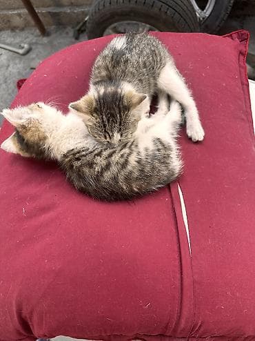 Отдам котят в хорошие руки. Мать превосходный охотник на мышей и крыс — 2