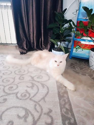 кошка породы мейн кун: Породистый кот мейн-кун, полидакта лапы 6/6,кремово-белый окрас (light — 3