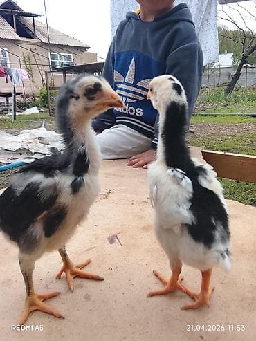 дакан цыпленок: Продаю | Цыплята | Бойцовая | Для разведения — 1