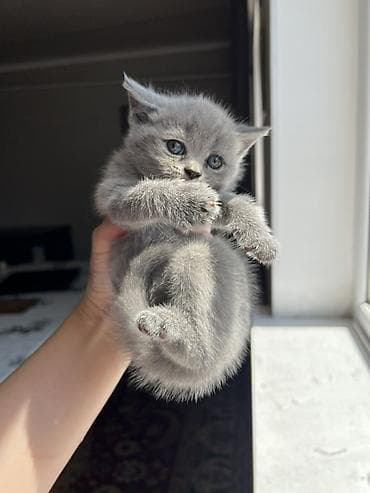 Животные: Договорная — 3