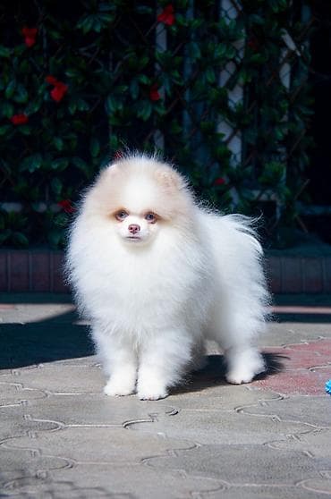 щенки лабрадора цена: Шпиц, 5 месяцев, Самец — 6