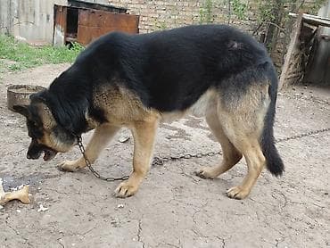 кавказский овчарка: Немецкая овчарка, 3 года, Самец — 2