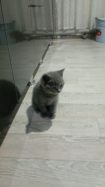 кошки на обувь: Шотландские котята скоттиш серого окраса, осталось 1 катенок - — 4