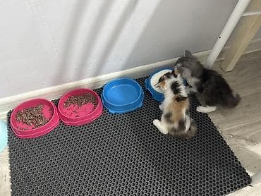 кошка арча бешик: Мягкие лежанки для кошек и котят - Круглая форма с высокими бортиками — 2