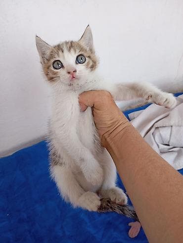 попугай какаду: Котёнок мальчик 1,5 месяцев игручий ласковый — 1