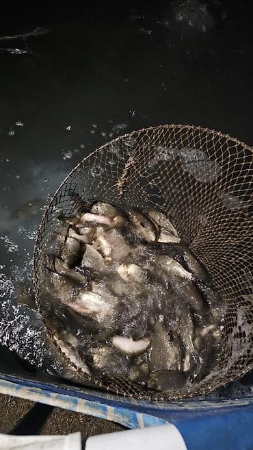 Аквариумдар: Срочно продаю малька карпа и сазана весом от 25 грамм до 100 грамм — 3