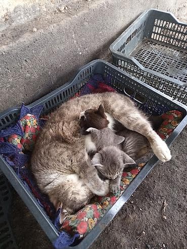 бенгалская кошка даром: Котята от домашней кошки Описание: - Семейство котиков: мама кошка с — 3