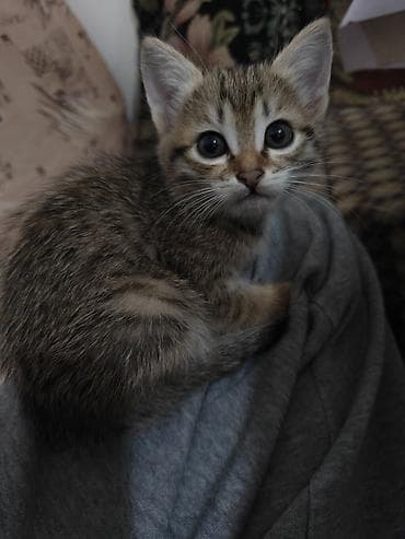 шатланская вислоухая кошка: Котёнок, тигровый табби - Окрас: коричневый табби с контрастными — 2