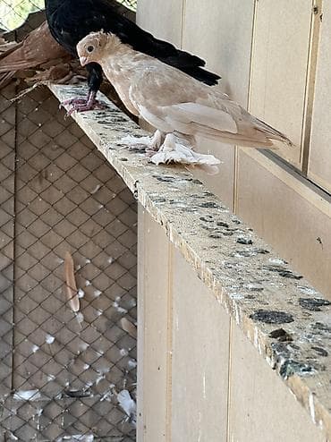 кунажын бишкек: Павлины-голуби (декоративные породы) Все павлины привозные Черно — 10