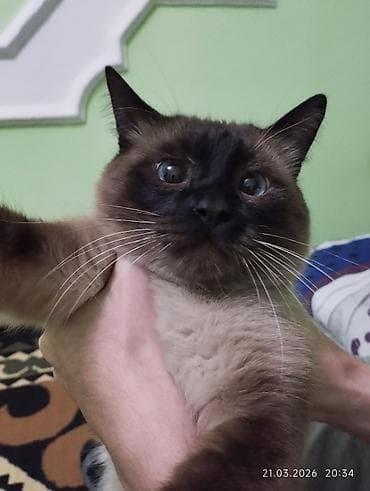 bb kitty бишкек: Сиам, 3 жаш, Эркек, Лотокко барууга үйрөтүлгөн — 4