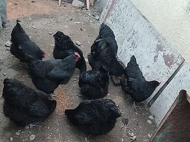 дикоротивные куры: Продаю | Куры | Домашняя | Для разведения — 1