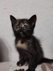 вислоухая кошка сколько стоит: Котята в добрые и ответственые руки. Кушают все и китекет тоже. Кашку — 14