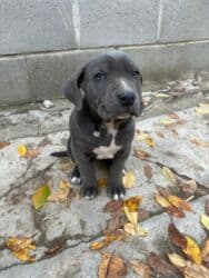 отдам даром щенка ротвейлера: Продаются щенки кубинского питбуль терьера, две девочки 05.09.25г.р. — 9