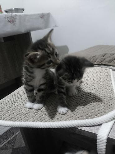 кошка регдолл: Отдам даром хорошие руки — 2