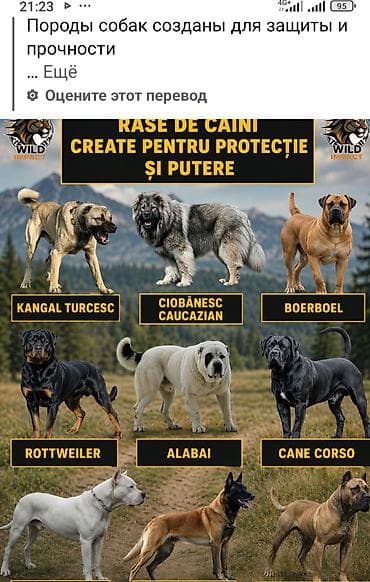 Собаки: Тяньшанский медведь 🐻 открыто продажа щенков кавказской овчарки — 4