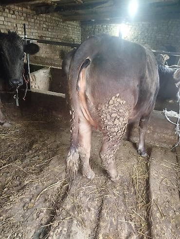 уй жаныбары: Сатам | Уй (ургаачы) | Көбөйтүү үчүн | Байланган — 2