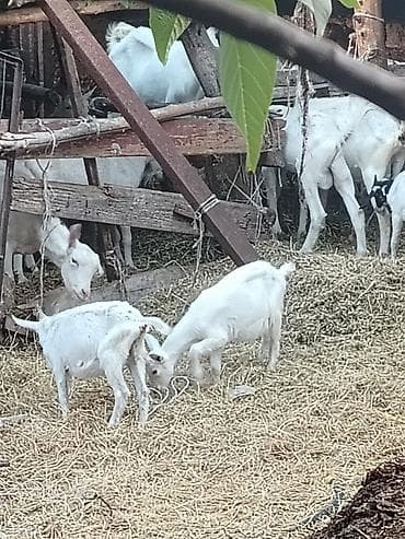 козёл: Продаю | Коза (самка) | Для разведения — 3