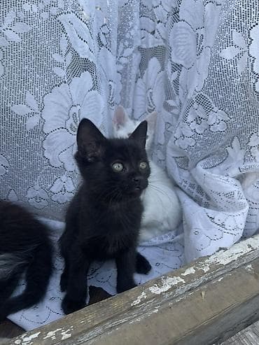 бурманские котята: Котята, помет из 4 малышей, домашние. - Окрас: белый с нежно-розовыми — 3