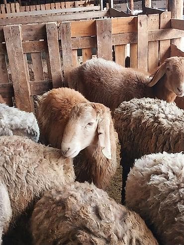 тай цена: Продаю | Овца (самка) | Для разведения | Матка — 1