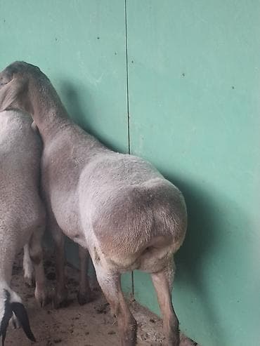 жылкы жаныбар: Семиз Койлор сатылат Таза багылган ! Бир кочкор, 3 ургаачы — 9