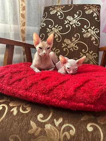 кошка сиамская: Донской сфинкс, 2 месяца, Мальчик, Белый, Приучена к лотку — 2