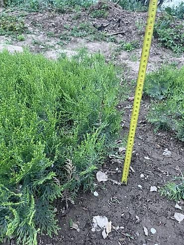 купить газону траву: Туи (стелющийся/карликовый тип) — саженцы для озеленения - Тип — 2