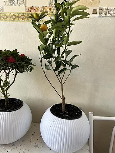 лимон комнатный: Комнатные растения в декоративных горшках - Азалия с махровыми — 3