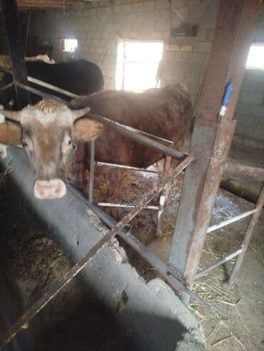 обмен на корову: Продаю | Бык (самец) | На откорм | Привязанные — 1