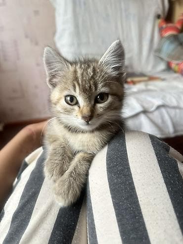 американская жесткошёрстная кошка: Кошка даром: Беспородная, 2 месяца, Девочка, Приучена к лотку — 2