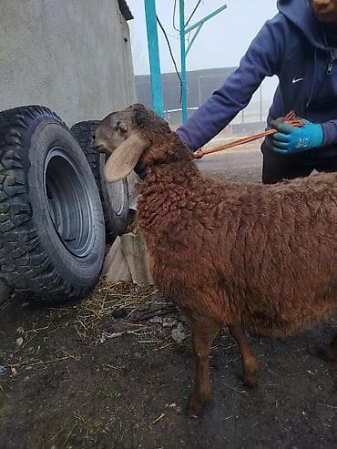 лабрадор голден ретривер купить: Продаю | Ягненок, Баран (самец) | Арашан | Для разведения — 1