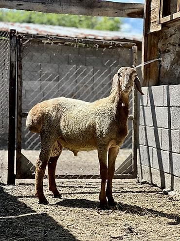 овец арашан: Продаю | Баран (самец) | Арашан | Для разведения | Осеменитель — 4