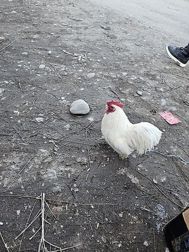 Аквариумдар: Сатам | Короздор | Көбөйтүү үчүн — 5