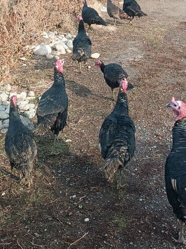 Продаю | Индюшка (самка) | Черный принц | Для разведения | Племенные