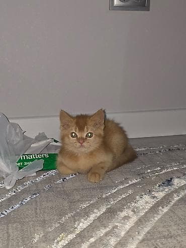 кошки породистые: Кошка даром: Британская короткошёрстная, 2 месяца, Мальчик, Метис, Приучена к лотку, Проглистована — 1