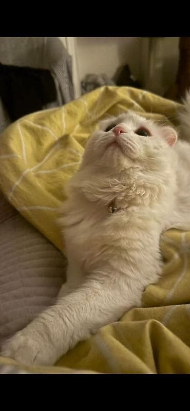 Кошки: Белая домашняя кошка с редкими загнутыми ушками (тип «американский — 3