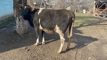 кара балта коровы: Продаю | Корова (самка) | Для молока — 3