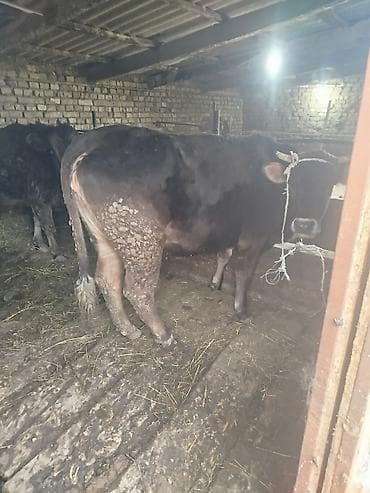 уй жаныбары: Сатам | Уй (ургаачы) | Көбөйтүү үчүн | Байланган — 3