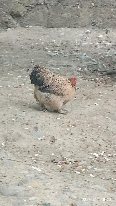 ит атаар: Сатам | Тооктор | Көбөйтүү үчүн — 5