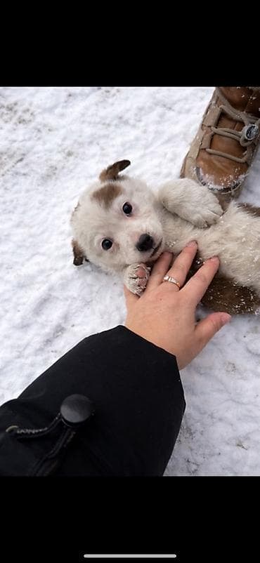 скупка животных: Отдаю даром двух малышей ( девочки) Желательно двух в одни руки — 2