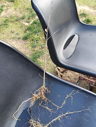 саженцы из европы: Саженцы Липы с открытой корневой системой. !!!!! ВНИМАНИЕ!!!! ТОЛЬКО — 4