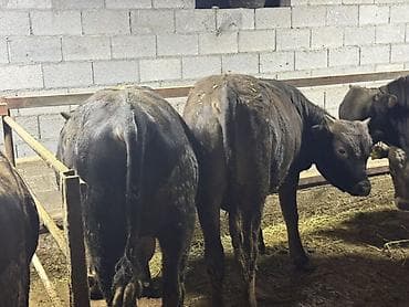 Сатам | Бука (эркек) | Союуга — 5