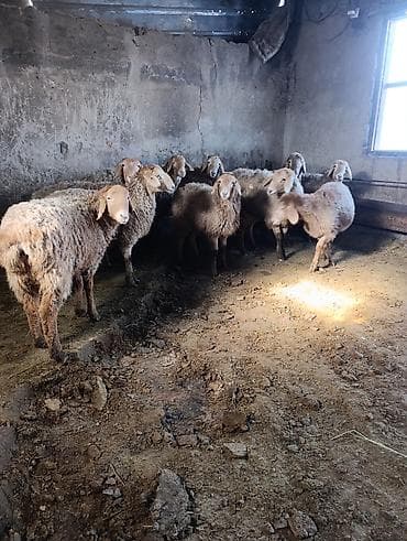 купить ягнята: Продаю | Овца (самка) | На забой — 3