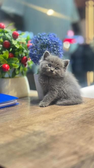 породистая кошка: Пушистый серый котёнок - Порода: Шотландский тип (короткошёрстный) — 4