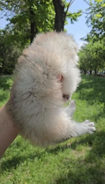 Мышыктар: Скотиш Фолд (Шотландиялык шалпаң кулак), 1 айлык, Эркек, Күмүш өңдүү шиншилла — 4