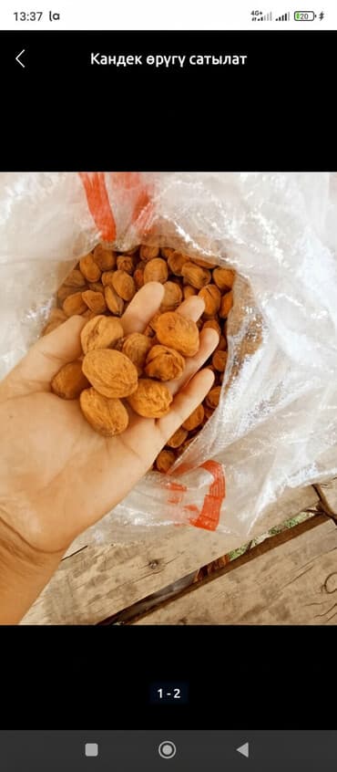 хозяйственное мыло оптом бишкек: Сушёный абрикос (урюк/кандек) срочно сатылат 1 тона азыр бишкекте — 1