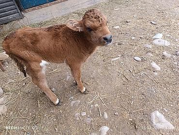 мышыктар: 30мин — 2