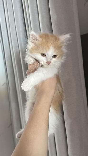 Кошки: Беспородная, 2 месяца, Мальчик, Биколор, Приучена к лотку — 4